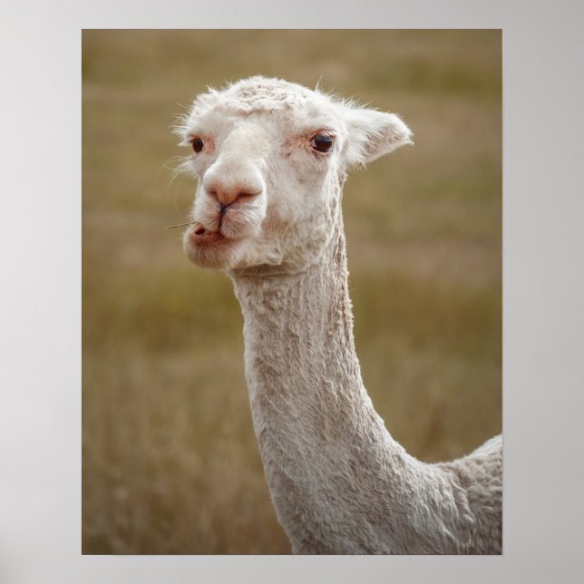 Affiche animal d'alpaga blanc (Devant)