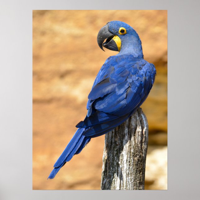 Affiche Animal de Hyacinth macaw perché sur un poteau de b (Devant)