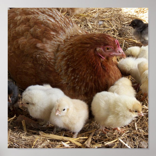 Affiche animal, poulet, ferme, mignonette, oiseau, bébé, (Devant)