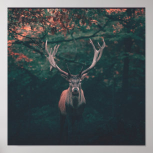 Affiche Animal sauvage de Buck Deer
