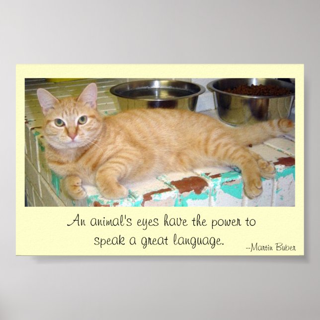Affiche Animals' eyes speak a great language (Devant)
