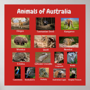 Affiche Animals of Australia