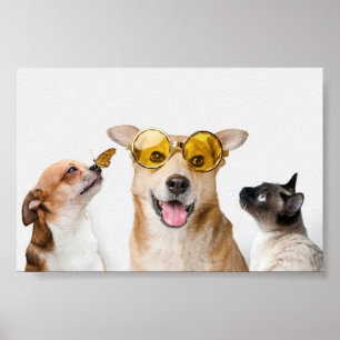 Affiche Animaux