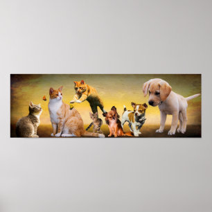 Affiche Animaux