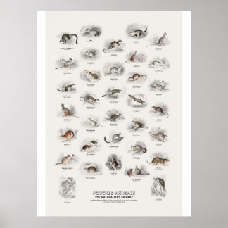 Affiche Animaux à poche - Bibliothèque du naturaliste