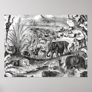 Affiche Animaux animaux africains d'illustration de 1800s