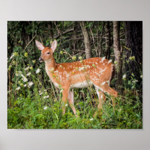 Affiche Animaux Bébés Faon Cerf