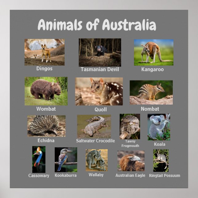 Affiche Animaux d'Australie (Devant)