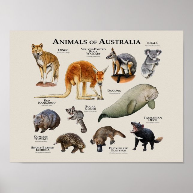 Affiche Animaux d'Australie (Devant)