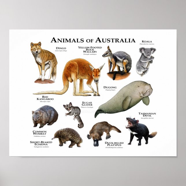 Affiche Animaux d'Australie (Devant)