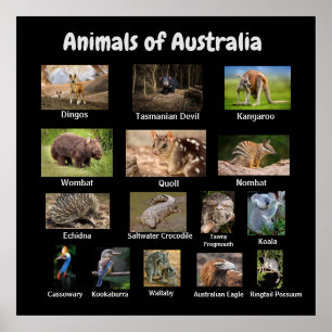 Affiche Animaux d'Australie