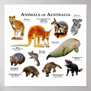 Affiche Animaux d'Australie