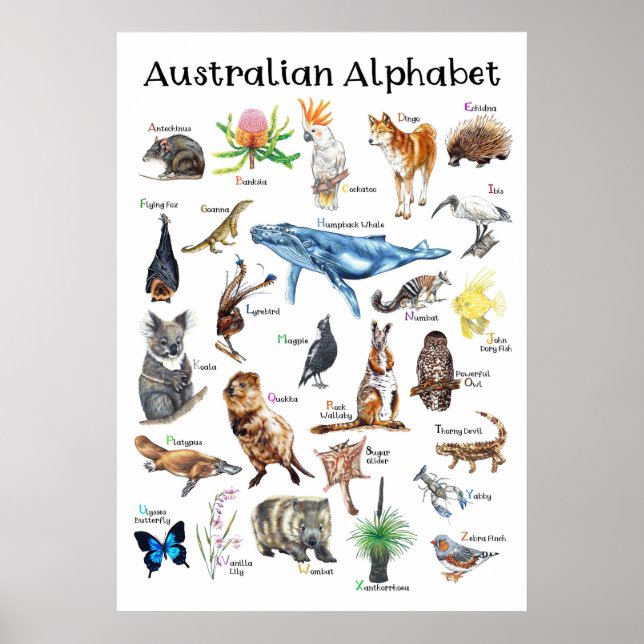 Affiche Animaux d'Australie (Devant)