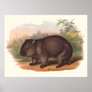Affiche Animaux D'Australie Le Wombat