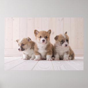 Affiche Animaux de bébés cutest 3 Baby Corgis