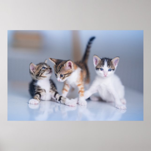 Affiche Animaux de bébés cutest | 3 Tabby Kittens (Devant)