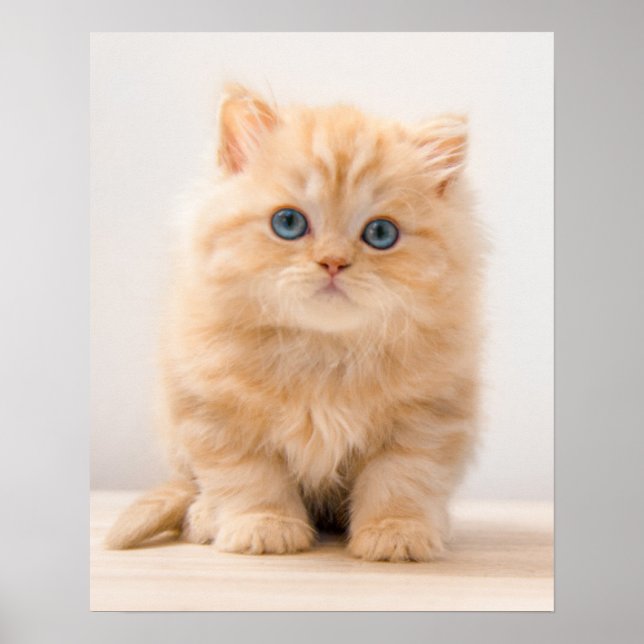 Affiche Animaux de bébés cutest | A British Longhair Kitte (Devant)