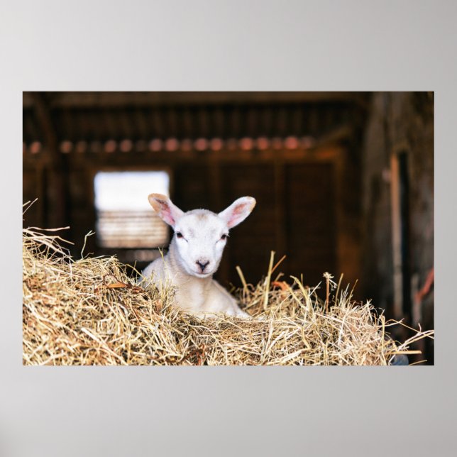 Affiche Animaux de bébés cutest | Agneau nouveau-né (Devant)