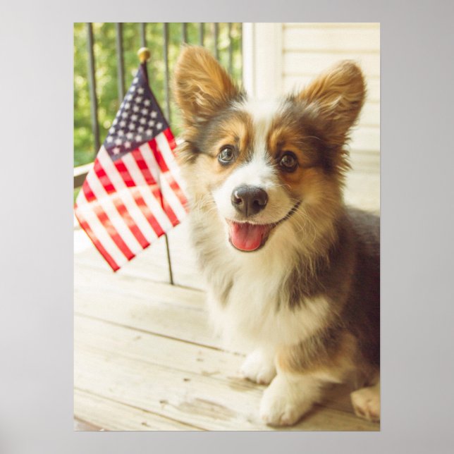 Affiche Animaux de bébés cutest | American Flag Corgi (Devant)