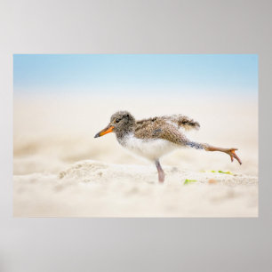 Affiche Animaux de bébés cutest   American Oystercatcher C