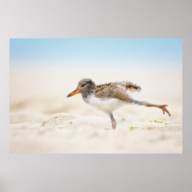 Affiche Animaux de bébés cutest | American Oystercatcher C (Devant)