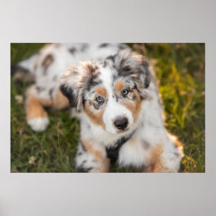 Affiche Animaux de bébés cutest Australian Shepherd Pupp