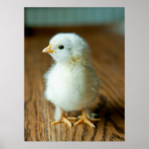 Affiche Animaux de bébés cutest Baby Chick