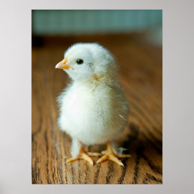 Affiche Animaux de bébés cutest | Baby Chick (Devant)