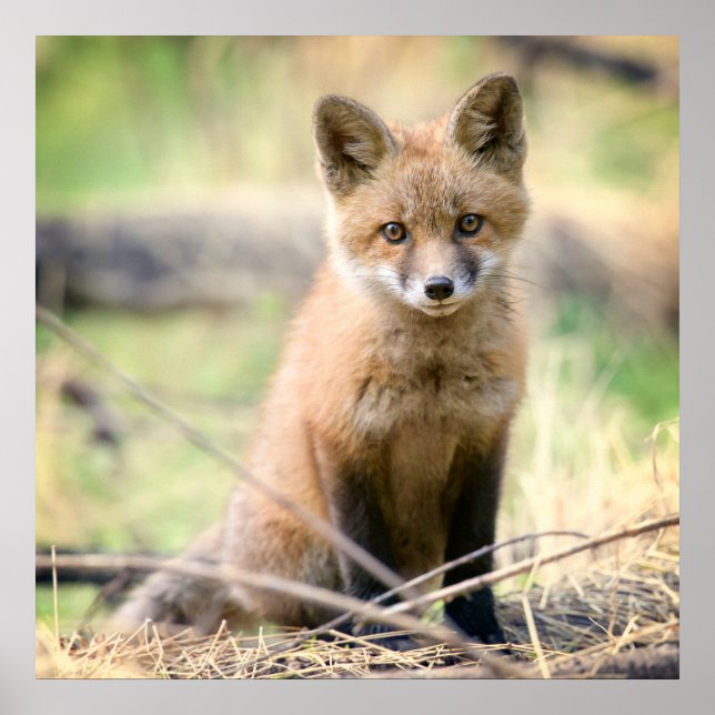 Affiche Animaux de bébés cutest | Baby Fox (Devant)