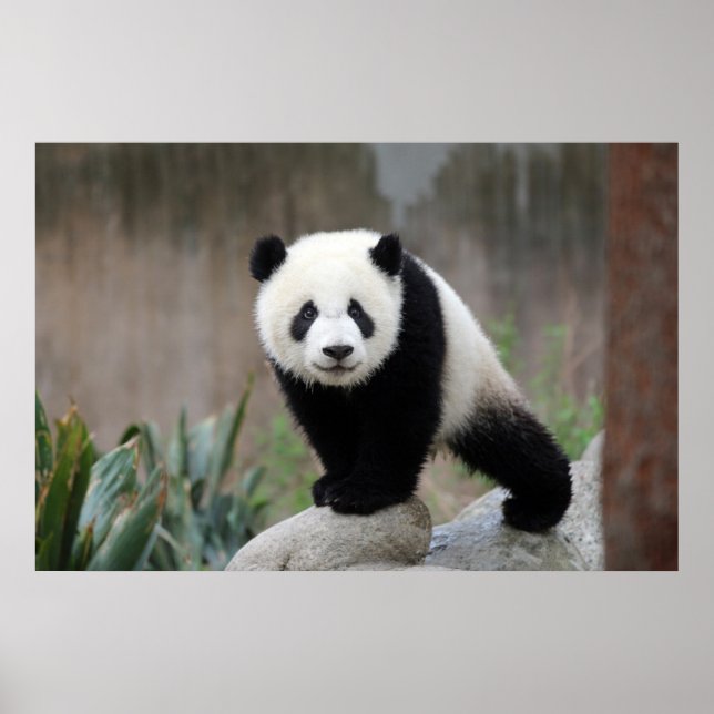 Affiche Animaux de bébés cutest | Baby Panda géant (Devant)