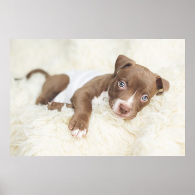 Affiche Animaux de bébés cutest | Baby Pit Bull Puppy (Devant)