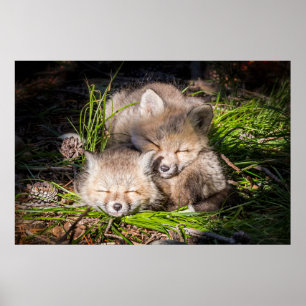Affiche Animaux de bébés cutest Baby Red Fox Kits Sleepi