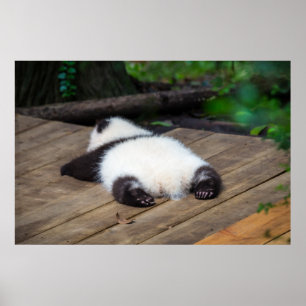 Affiche Animaux de bébés cutest   Bébé Géant Panda Dormir