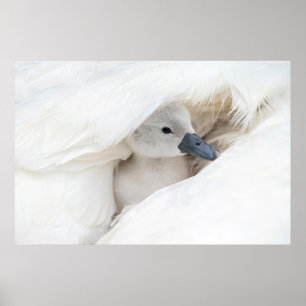 Affiche Animaux de bébés cutest Bébé Mute Swan