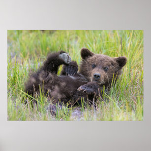 Affiche Animaux de bébés cutest Bébé Ours Brown