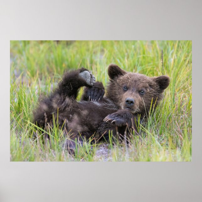 Affiche Animaux de bébés cutest | Bébé Ours Brown (Devant)