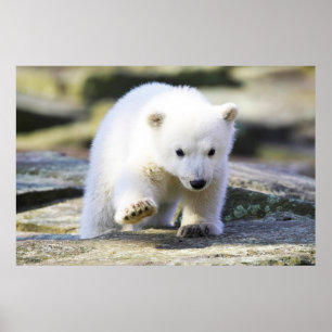 Affiche Animaux de bébés cutest Bébé Ours Polaire Cub
