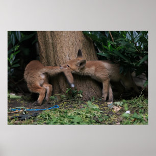 Affiche Animaux de bébés cutest Bébé Renards Jouer