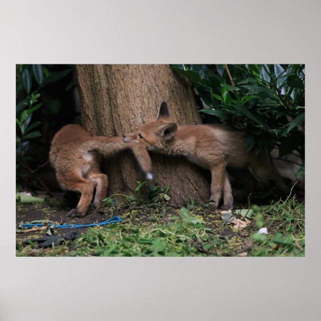 Affiche Animaux de bébés cutest | Bébé Renards Jouer (Devant)