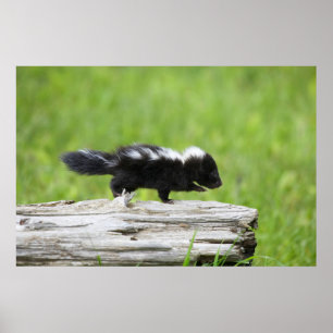 Affiche Animaux de bébés cutest Bébé Skunk