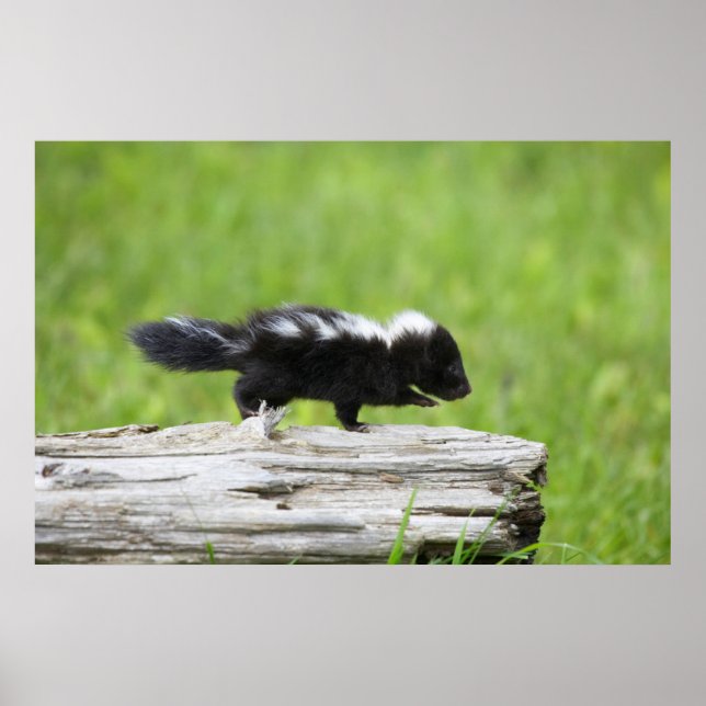 Affiche Animaux de bébés cutest | Bébé Skunk (Devant)