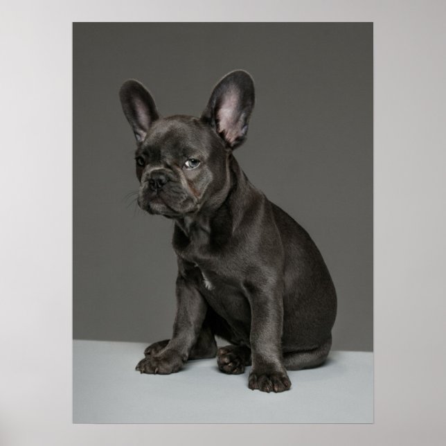 Affiche Animaux de bébés cutest | Blue French Bulldog Pupp (Devant)