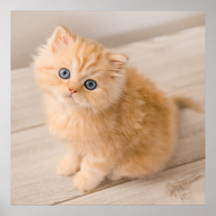 Affiche Animaux de bébés cutest   British Longhair Kitten