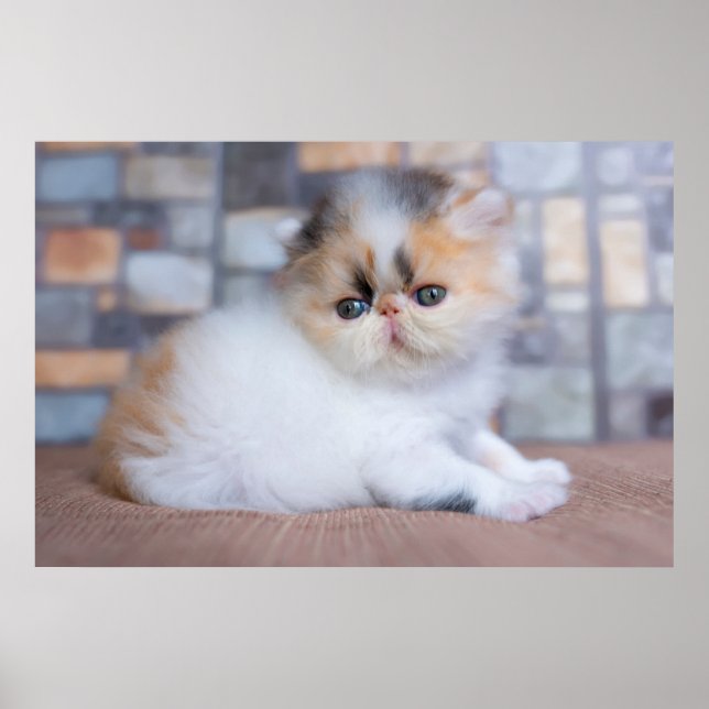 Affiche Animaux de bébés cutest | Calico Persian Kitten (Devant)