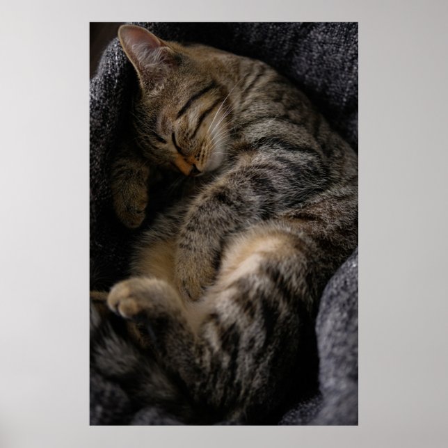 Affiche Animaux de bébés cutest | Chat Tabby Dormant (Devant)