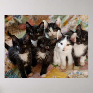Affiche Animaux de bébés cutest   Chatons noirs et blancs