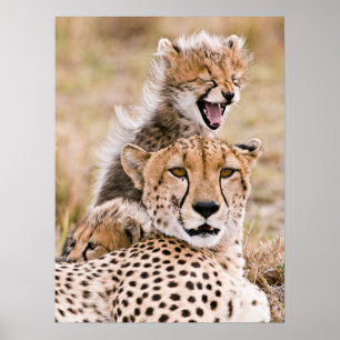 Affiche Animaux de bébés cutest   Cheetah Cat & Cub