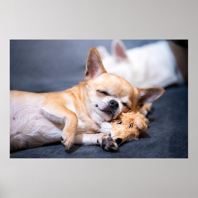 Affiche Animaux de bébés cutest | Chihuahua Chig aux cheve (Devant)
