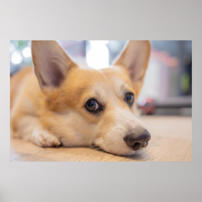 Affiche Animaux de bébés cutest | Chiot de Corgi au sol (Devant)