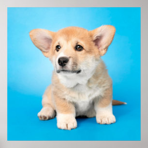 Affiche Animaux de bébés cutest   Chiot de Corgi en bleu